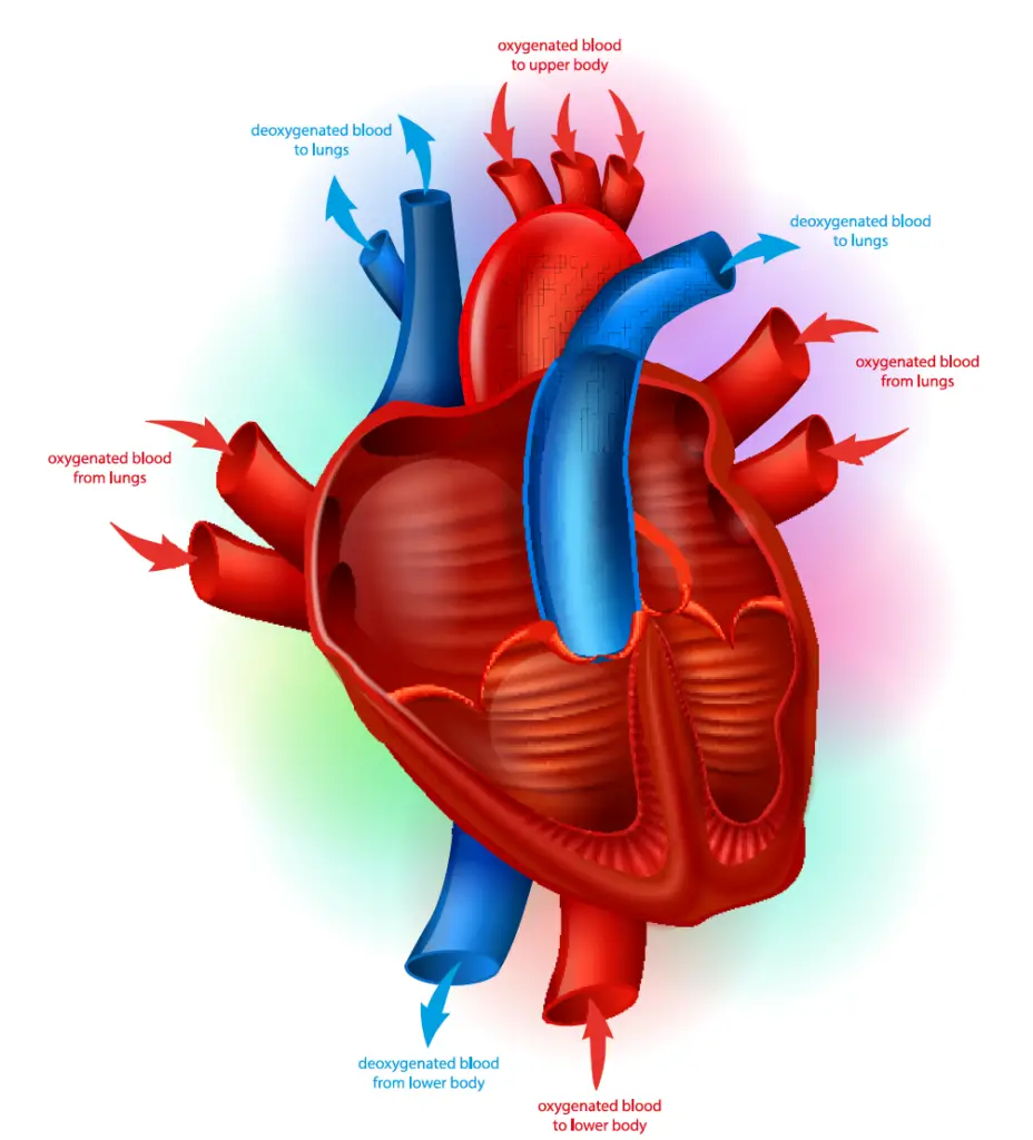 heart-conditions-that-cause-fatigue-fatiguetalk